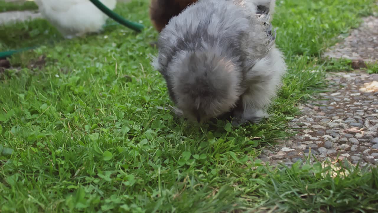 маленький серый цыпленок силки в саду