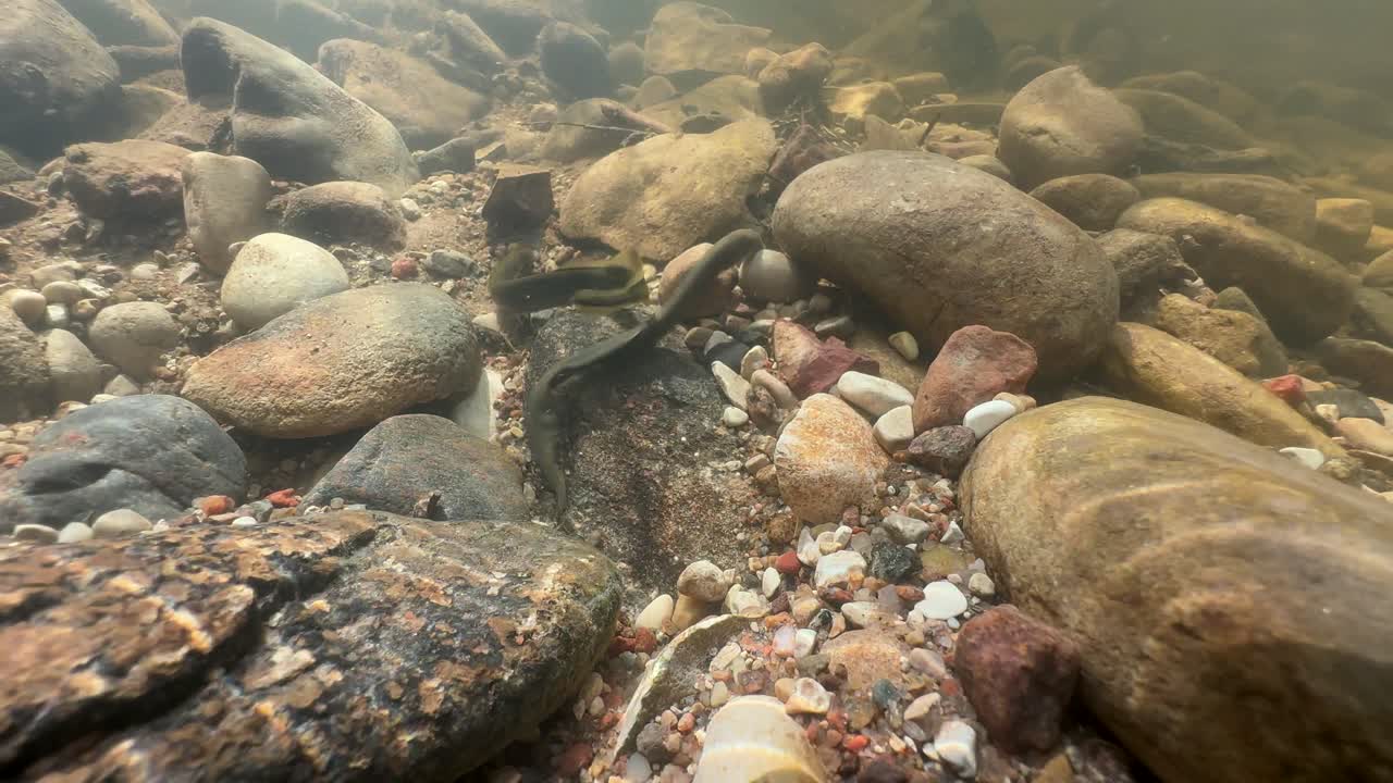 Brook lampreys (Lampetra planeri) in a shallow river in Estonia.
