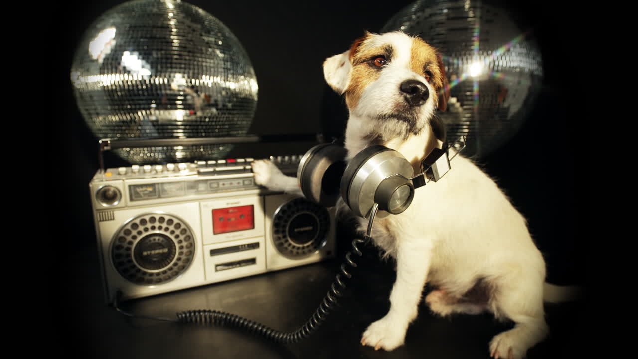 Free stock video - Dog ghetto 4k 09