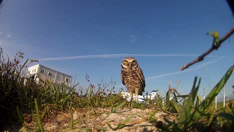 A-burrowing-owl-guards-its-nest