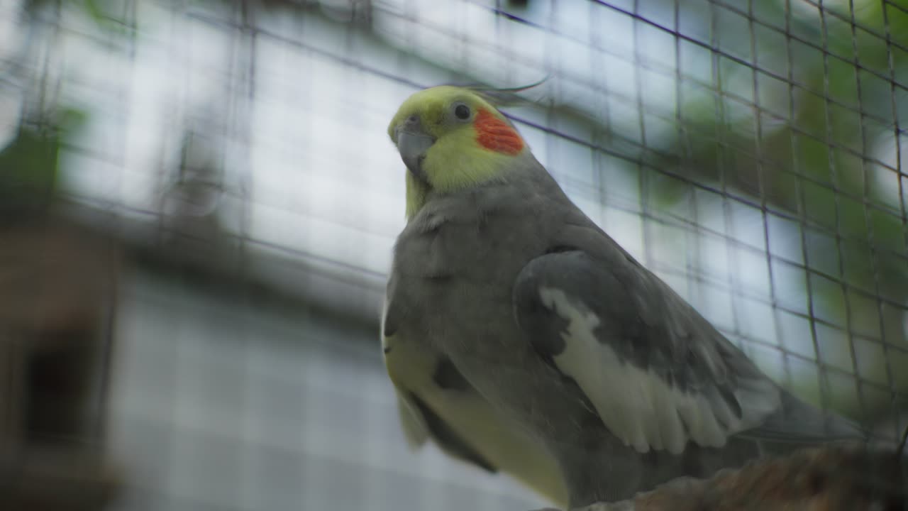 Cockatoo, lovely and colorful pet bird, close up
