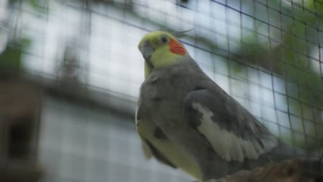 cockatoo, lovely and colorful pet bird, close up