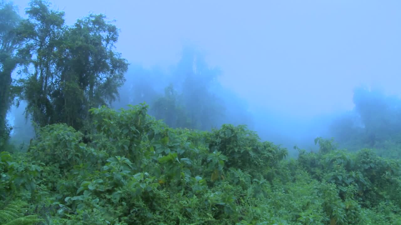 안개가 정글과 열대 우림 위로 굴러 들어옵니다.