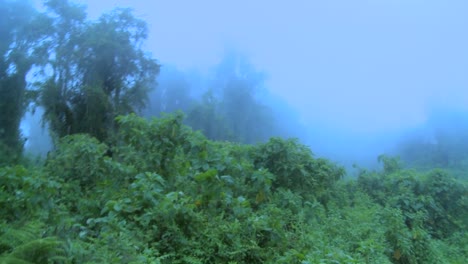 mist rolt over de jungle en het regenwoud