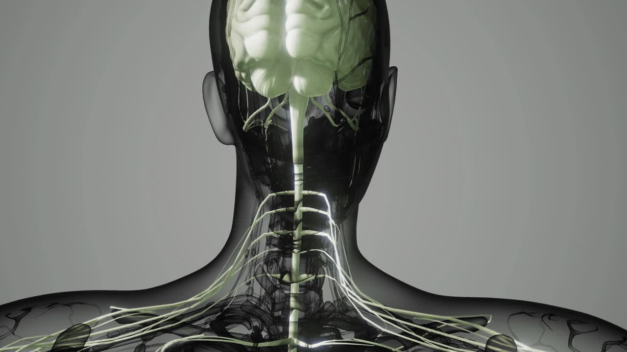 Detailed visualization of the human nervous system from a posterior perspective