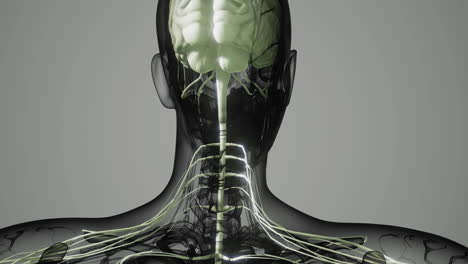 detailed visualization of the human nervous system from a posterior perspective