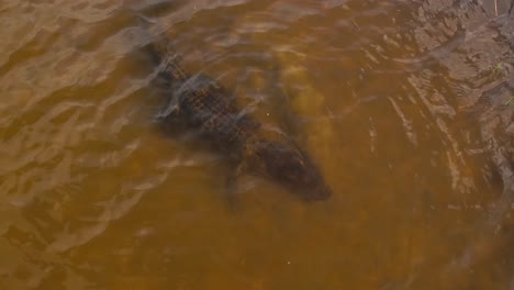 el cocodrilo se sumerge bajo el agua para rascarse la cabeza.