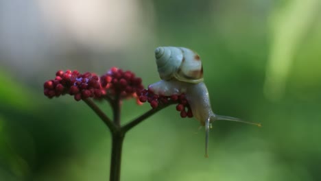 clips de caracoles en la naturaleza