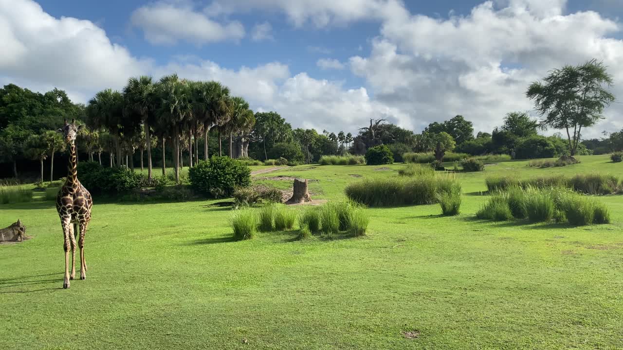 Giraffe walking to safari bus