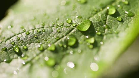 water drops on leaf surface