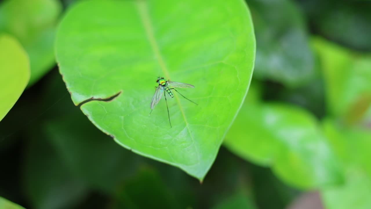 한 마리 새가 활기찬 잎 위에 조용히 앉아 있습니다.