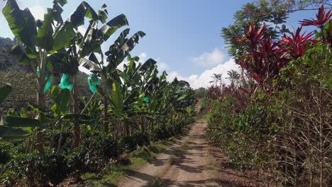 pov: driving slowly on simple dirt road through plantation in colombia