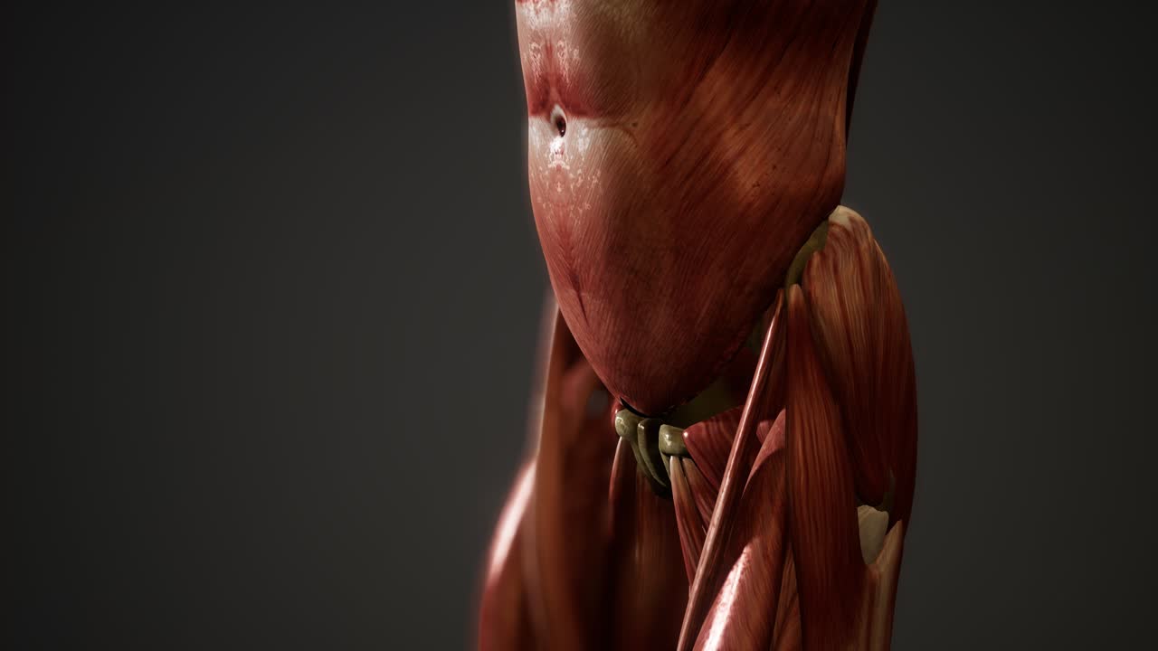 sistema muscular de animación del cuerpo humano