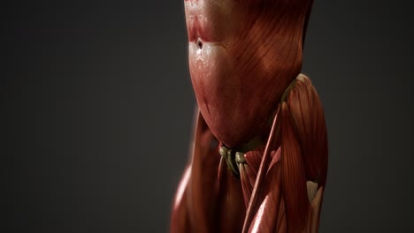 muscular system of human body animation