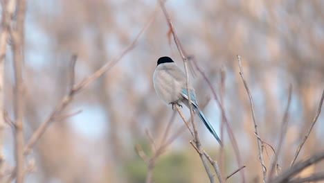 azure-winged magpie perching on tree branch or twig in winter in seoul, south korea - side view