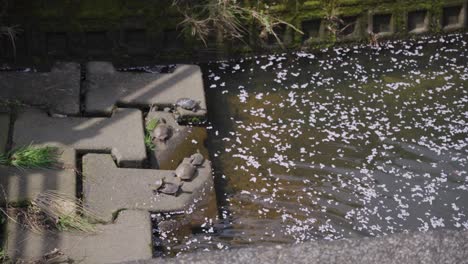 pétalos de sakura y tortugas en el arroyo del barrio japonés, shiga, japón