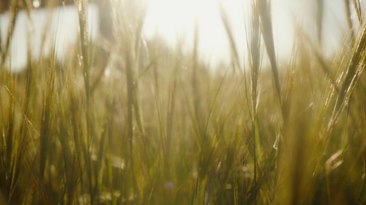 Golden barley swaying gently in sunlight. Ideal for nature documentaries or agricultural videos.