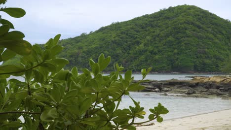 Scene-of-green-leafs-in-foreground-and-soft-out-of-focus-mountain-in-background