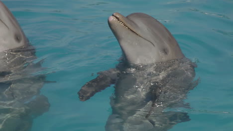 dolphins in an aquarium