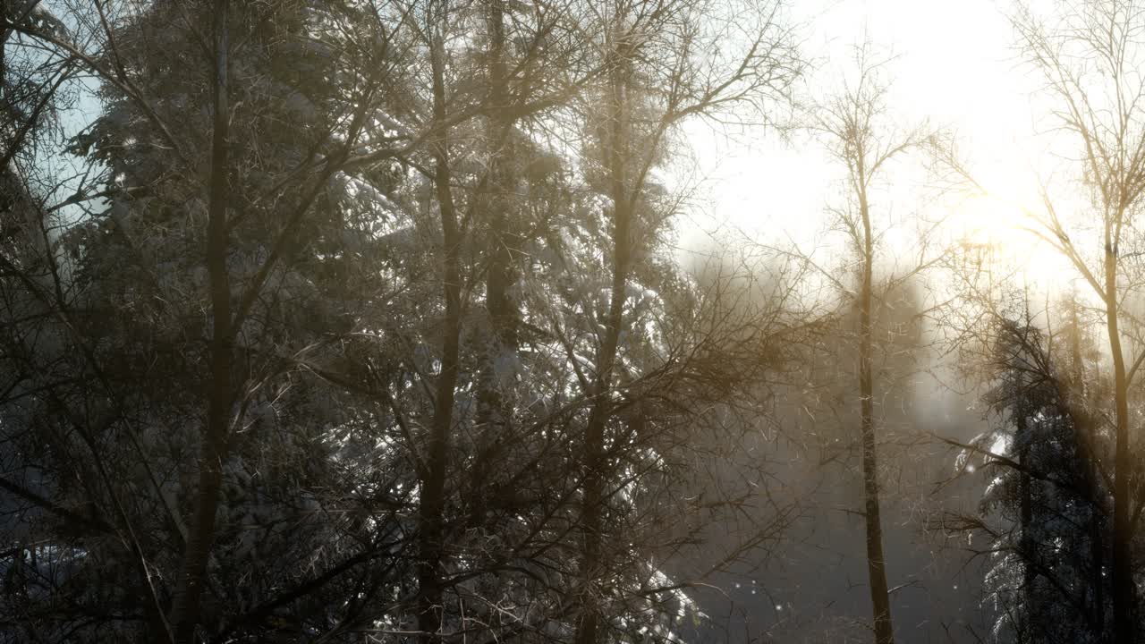 산의 숲에서 화려한 크리스마스 장면. 다채로운 겨울 해가 뜨는