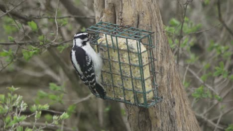 pájaro carpintero peludo alimentando semillas de un alimentador de sebo en cámara lenta