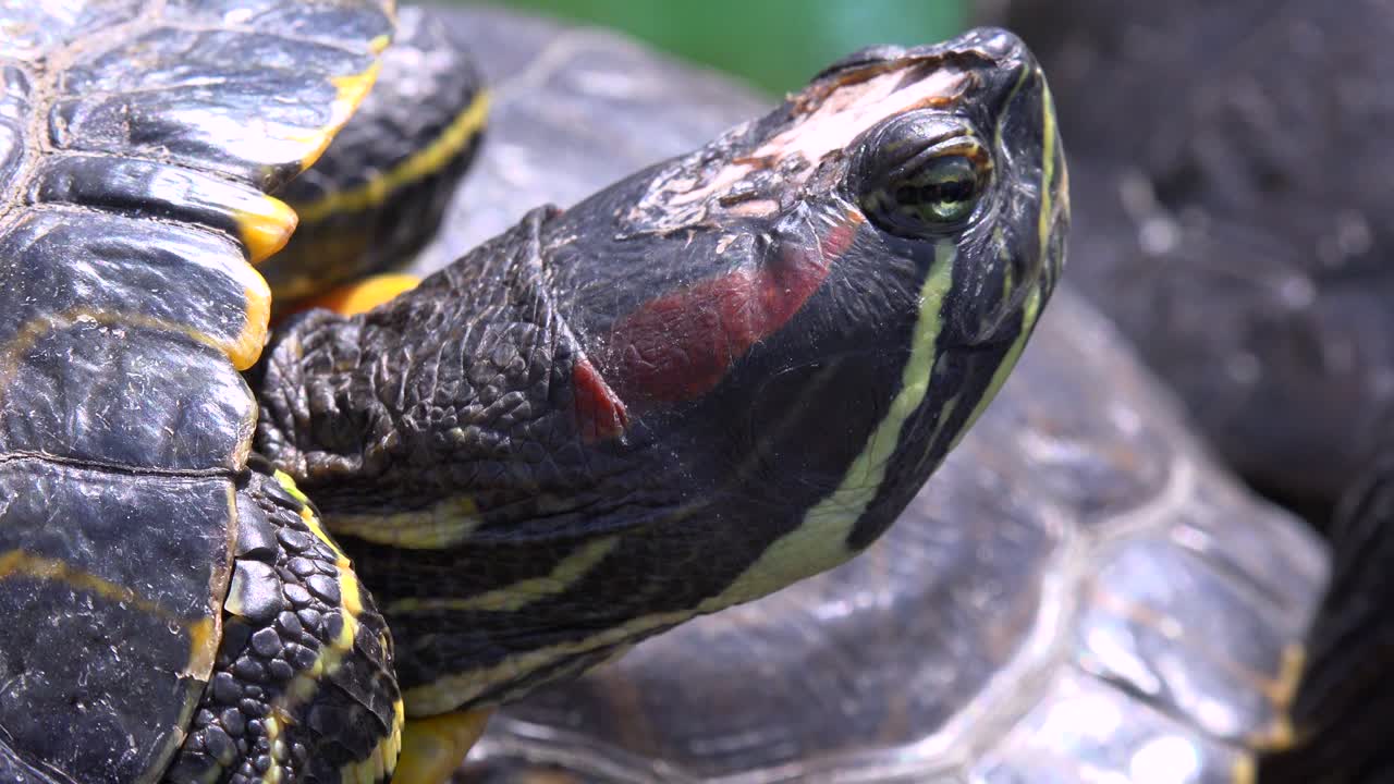 연못 거북의 클로즈업