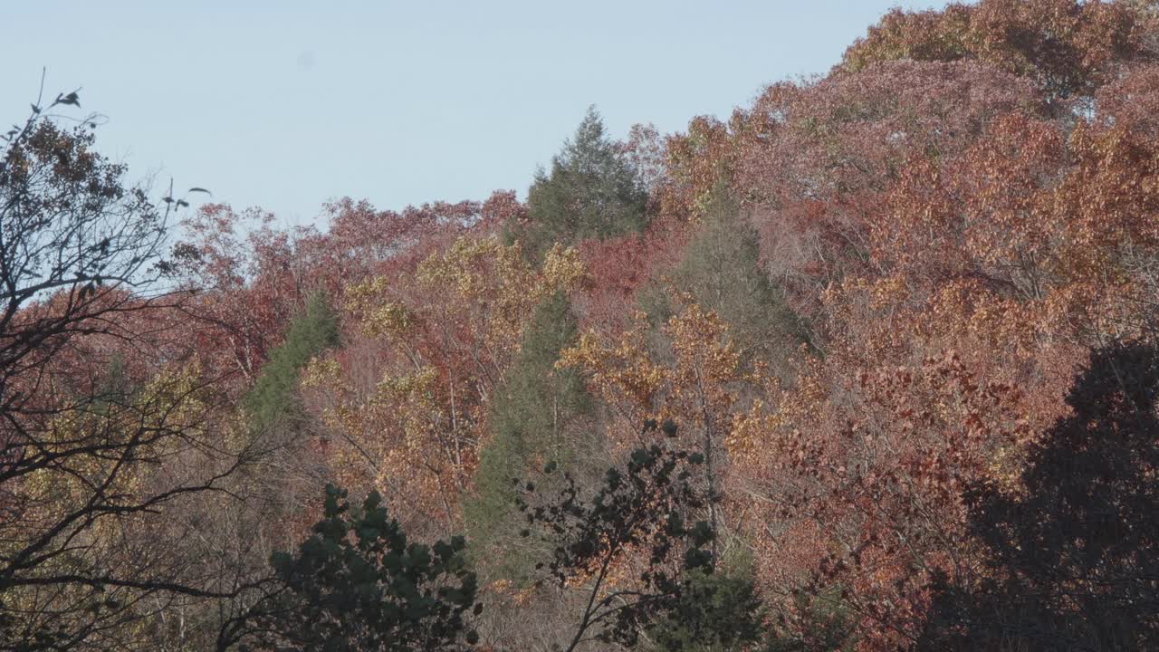 가을의 위사히콘 크릭을 따라 있는 나무들