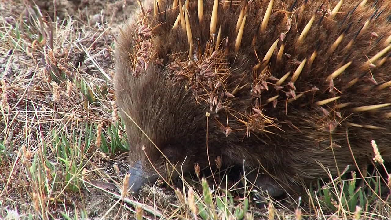 primer plano de un oso hormiguero australiano forrajeando en la hierba 1