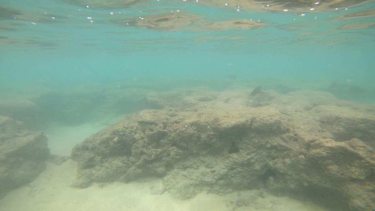 pov de esnórquel submarino explorando peces de arrecife tropical en la bahía de hanauma, oahu
