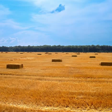 field with hay bales after harvest. flight over crop wheat field with stook hay straw bales