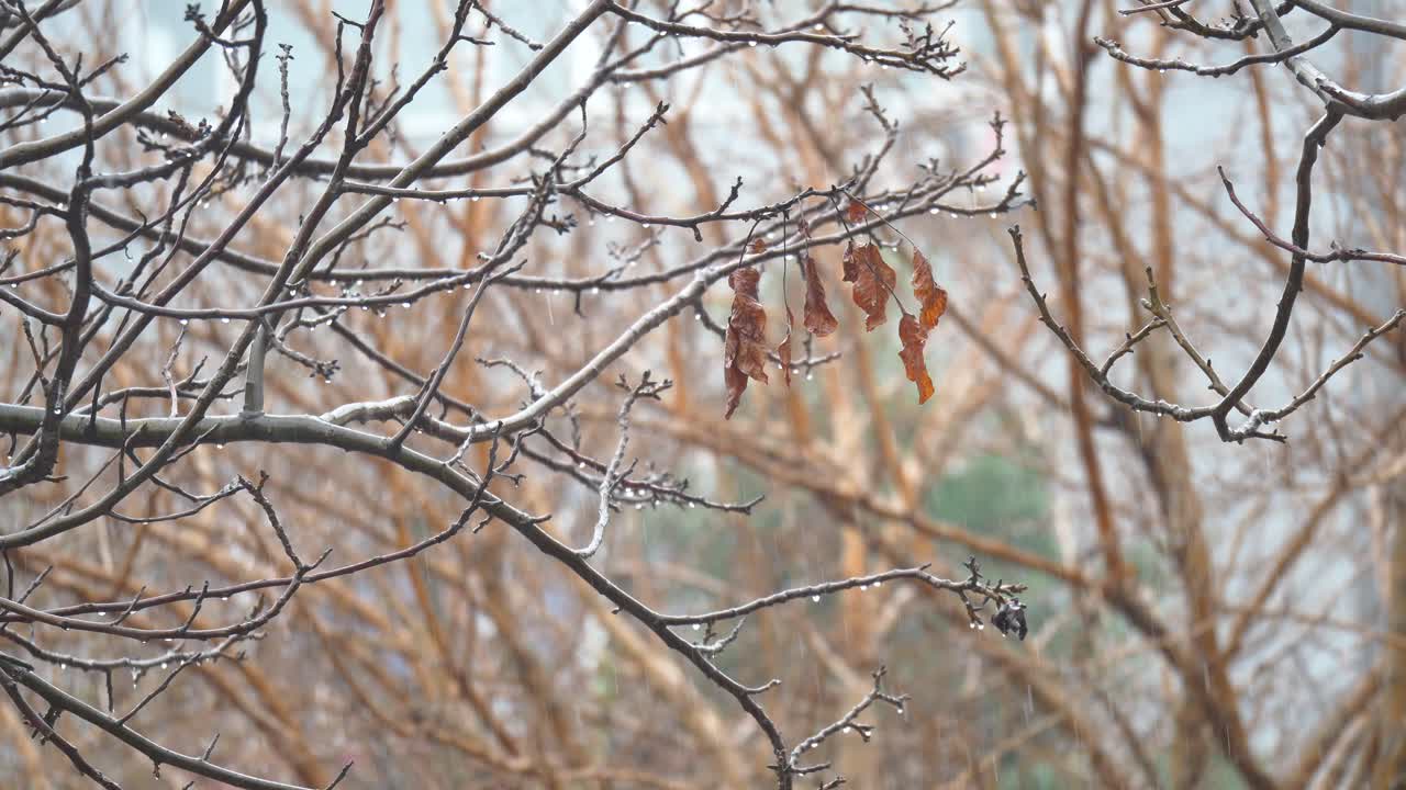 Snow falling on tree branches with dried leaves