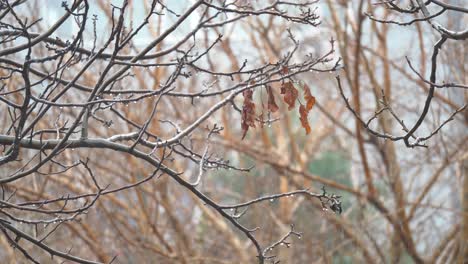 snow falling on tree branches with dried leaves