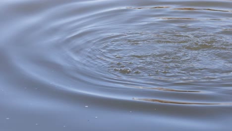 circular ripples spread across a calm water surface