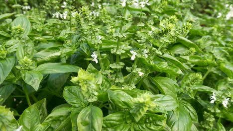 Italian-basil-grows-in-a-huge-bed-and-awaits-consumption