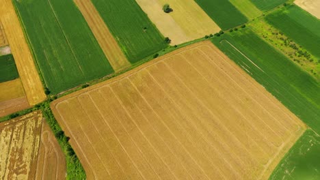 Vertical-stripes-of-agricultural-parcels-of-different-crops