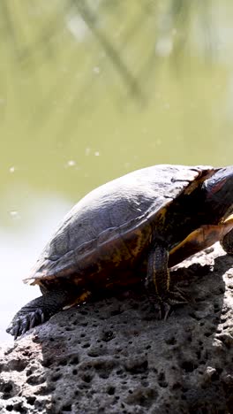 una tortuga se baña a la luz del sol, moviéndose lentamente.