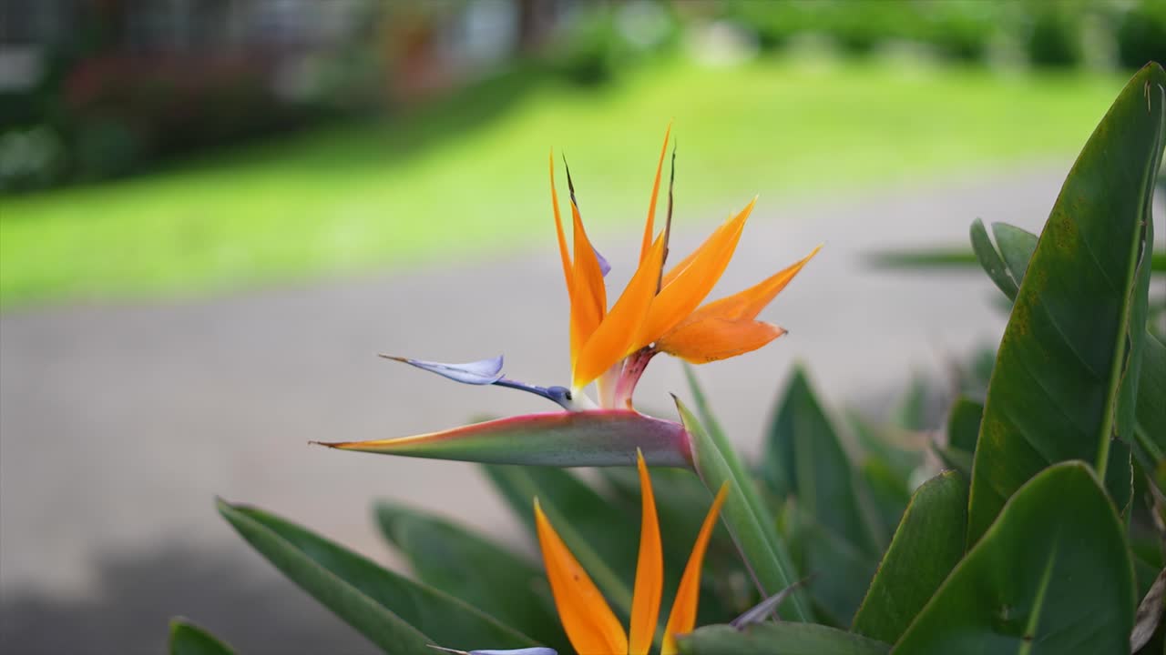 Vibrant Bird of Paradise Flower in a Garden