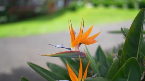 vibrant bird of paradise flower in a garden