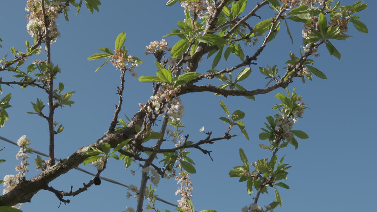 Blackthorn flowers or Prunus Spinosa blooming white petals at spring