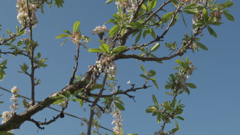 blackthorn flowers or prunus spinosa blooming white petals at spring