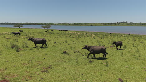 aerial drone zoom in view of herd of buffalo, buffaloes in a green field with a lake.