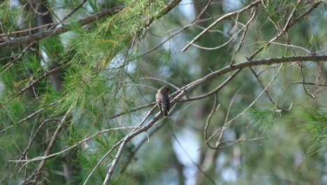 seen perched on a branch of a pine tree while the wind blows moving everything then it flies down to catch something