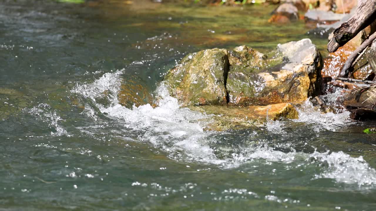 Sunlit creek water flows over mossy rocks in a tranquil forest, captured with natural lighting