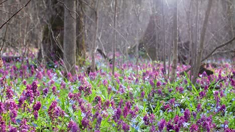 bosque de flores de primavera de corydalis cava y scilla