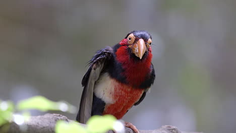 Ein-Entzückender-Seltener-Bärtiger-Barbet,-Der-Auf-Einem-Baumzweig-Thront-Und-Die-Innenseite-Seines-Flügels-Pflegt---Zeitlupe