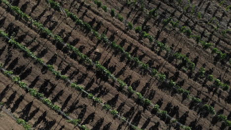 Spinning,-disturbing-plain-crash-feeling-shot-over-a-vineyard-spinning-over-a-plantation-on-a-sunny-day