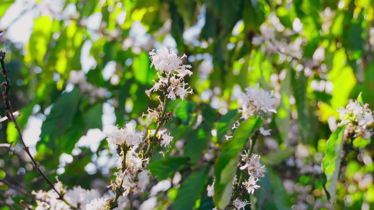 una rama de flor de café balanceándose en el viento en una mañana soleada en un jardín de plantas de café