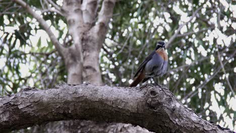 a female cape robin chat hopping on a branch in a wild olive tree