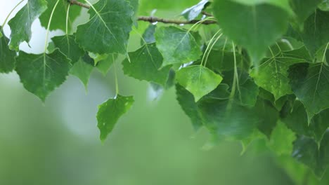 green leaves blowing in strong wind, leaves from large tree in colorado, leaves waving in the wind, summer season leaves