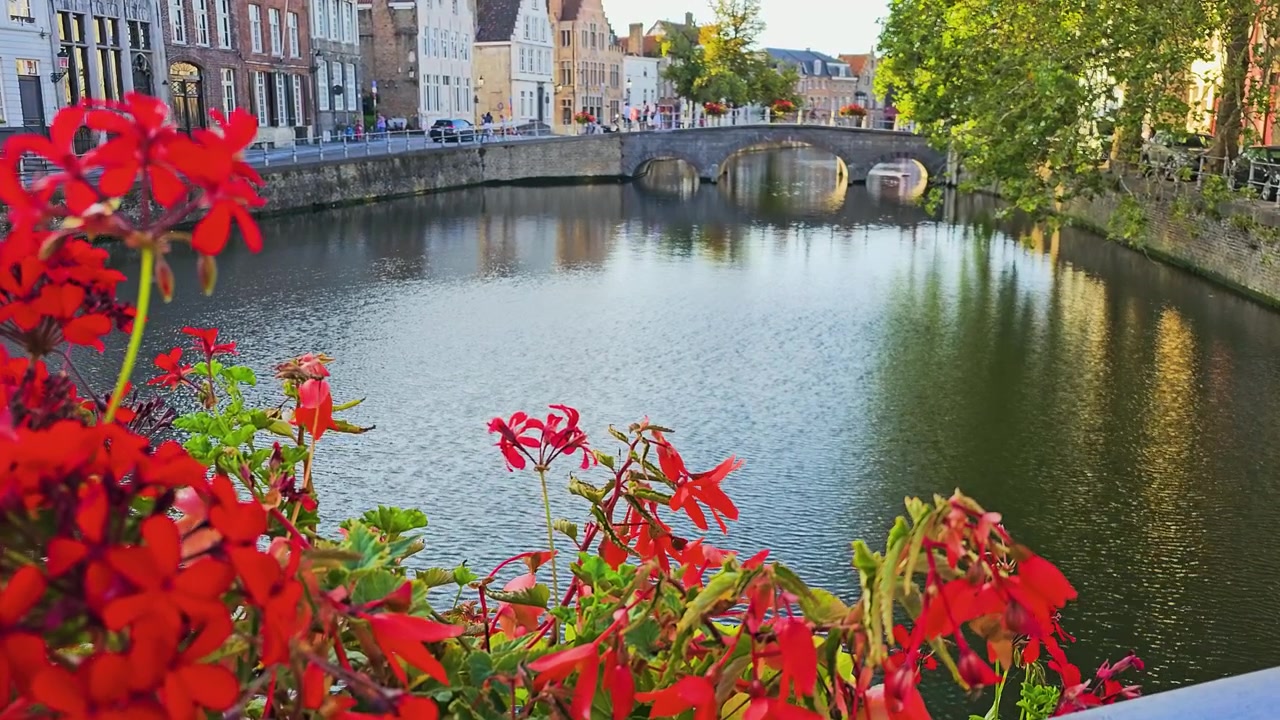 Scena fluviale a Bruges, Belgio, con fiori rossi sopra l'acqua calma, un ponte in pietra e facciate storiche, una serena vista sul lungofiume con riflessi, alberi frondosi e luce serale.